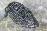 Detailed Gerastos Trilobite Fossil - Morocco #145747-5